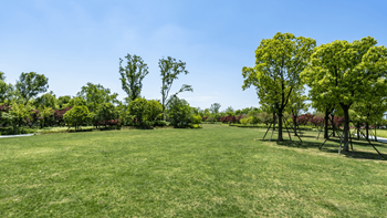 A grassy field with trees in the background.